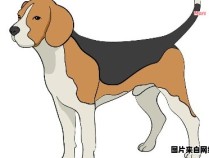 学习绘制一个迷人的小比格犬