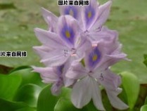 水葫芦与水浮莲是否属于同一植物物种？ 水葫芦与浮萍的区别