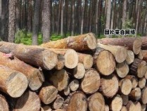 木材养殖的技巧和关键要点