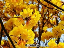 广东春天的花卉盛开情况如何？
