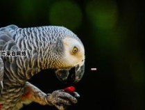 绯红金刚鹦鹉的养殖特点和技巧