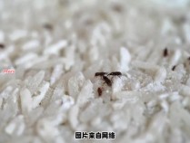 储存米面的小窍门，避免虫子滋生