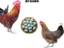 绿壳蛋鸡的品种特征是什么