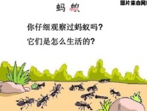 蚂蚁的特征与生活习性详细介绍