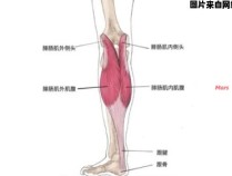大腿小腿肌肉受伤应采取哪些应急措施？