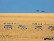 非洲大草原的面积有多么广阔？