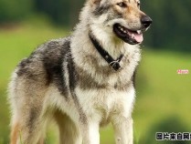 如何培养一只忠诚的狼犬