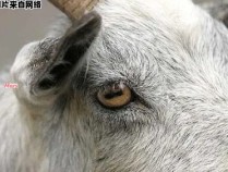 为什么羊的瞳孔形状与其他动物不同？