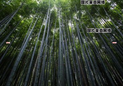 竹子被归类于哪一类的禾本科植物