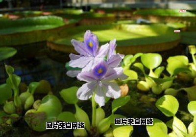 水葫芦与水浮莲是否属于同一植物物种？ 水葫芦与浮萍的区别