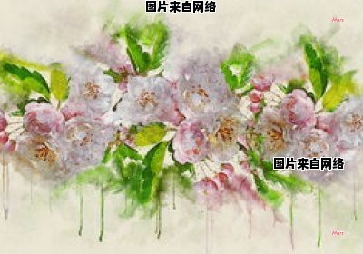 垂丝海棠的花言葉 垂丝海棠的花梗