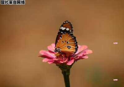 蛱蝶科在昆虫分类中属于哪个目？