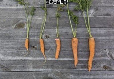 种植胡萝卜的时候需要留意哪些要点（种植胡萝卜需要什么）
