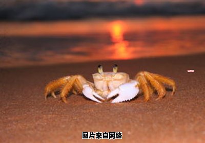螃蟹是否适宜河水中食用 螃蟹在河水里能活吗