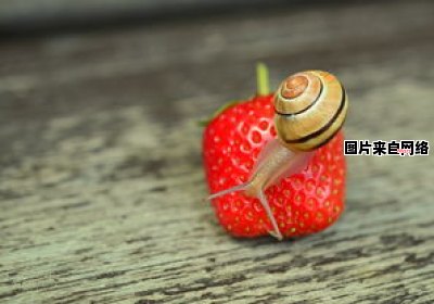 蜗牛属于有害还是有益生物？