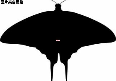 蝙蝠的乌黑翅膀和夜行动物的羽翼组词（蝙蝠的翼的功能）