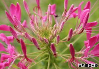 毛茛科植物花朵的独特特征（毛茛科有哪些常见观赏植物）