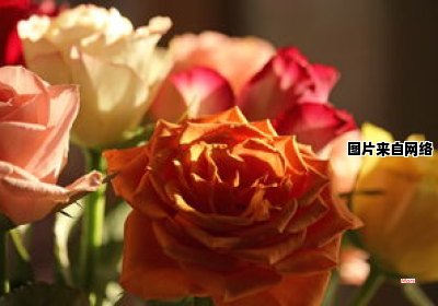 送给母亲的花束是哪种花？