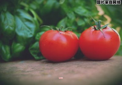 小番茄的生长方式与转基因食品有关吗？（小番茄是转基因的吗?怎么鉴别转基因小番茄）