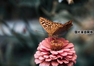 蝴蝶盛开，美丽自然而至，你了解其含义吗？