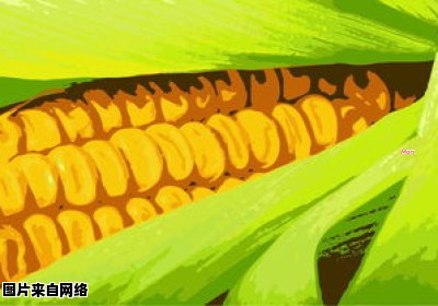 玉米头的外观如何呢 玉米头百度百科