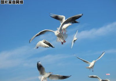鸟类是如何适应空中飞行的生物（鸟类适应空中飞行的生物学特征）