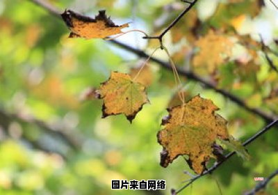 秋季树木的特征和变迁 秋季树木变化