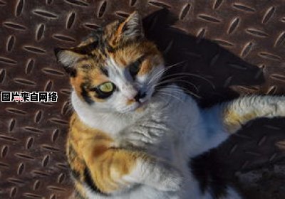 深圳市场上的可爱猫咪