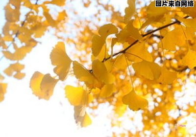 武汉大学樱花盛放时刻何时到来（武汉大学在今年樱花盛开期间采取措施）