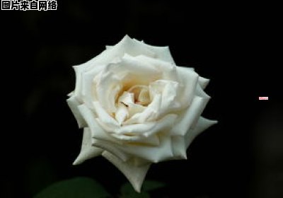 白玫瑰的赠送需要慎重考虑（白玫瑰送喜欢的女孩合适吗）