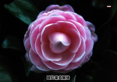 赤丹茶花花朵生长期间的护理技巧（赤丹茶花花朵生长期间的护理技巧和方法）