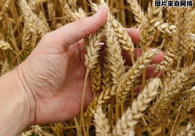 了解麦子与小麦的差异（麦子与小麦的区别）