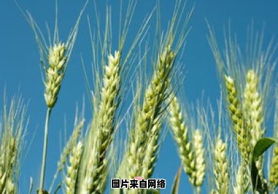 了解麦子与小麦的差异（麦子与小麦的区别）