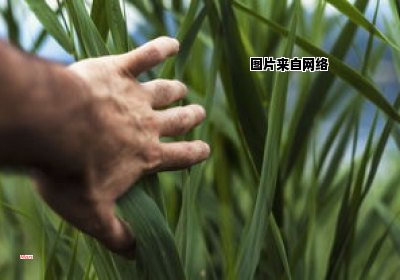 养殖文竹的技巧和小窍门