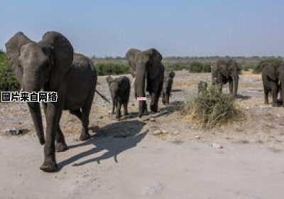 探寻非洲大象数量减少的根源（探寻非洲大象数量减少的根源有哪些）