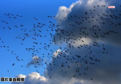鸟类迁徙面临何种威胁与危险？