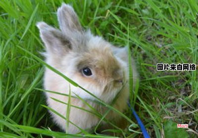 有哪些与兔有关的成语 有哪些与兔有关的成语和词语