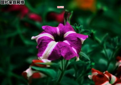 深圳市的花卉品种有哪些？（深圳本土花卉有哪些）