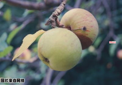 腐烂的苹果是否可食用？烂掉的梨还能吃吗？