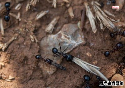 为什么蚂蚁没有翅膀？它们属于昆虫吗？ 为什么蚂蚁没有翅膀?它们属于昆虫吗视频