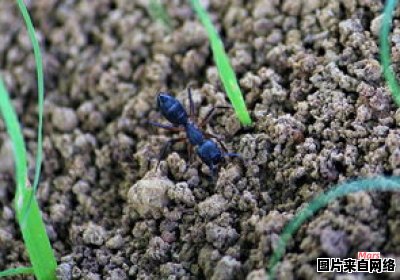 为什么蚂蚁没有翅膀？它们属于昆虫吗？ 为什么蚂蚁没有翅膀?它们属于昆虫吗视频