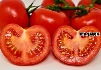 生吃西红柿好还是熟吃好？探讨蚂蚁的角度