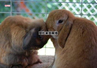 宠物兔的种类有哪些 宠物兔的种类及介绍