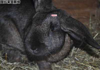 宠物兔的种类有哪些 宠物兔的种类及介绍