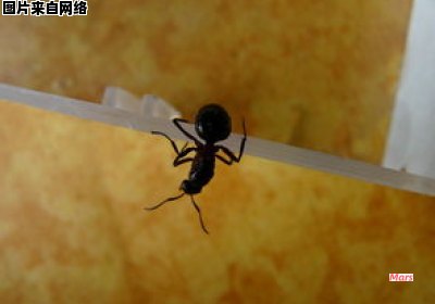 蚁后的生育能力能孕育出多少只蚂蚁？ 蚁后的生育能力能孕育出多少只蚂蚁幼崽