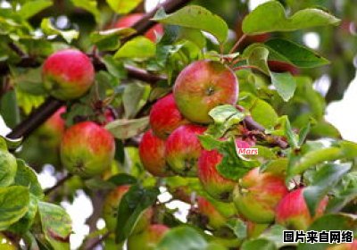 陕西产区有哪些苹果品种？ 陕西苹果品种名称