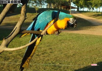 蓝黄金刚鹦鹉何时开始性成熟 蓝黄金刚鹦鹉公好还是母好