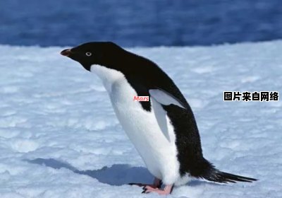 企鹅之所以不是鸟，是因为它们无法飞翔 企鹅不会飞翔所以它不是海鸟