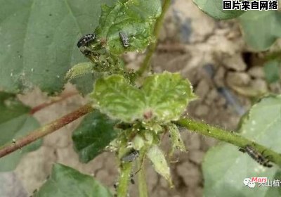 棉花蚜虫的防治标准 棉花蚜虫防治用什么农药