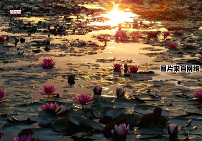 夕阳染红湖面，吹拂娇莲叶间